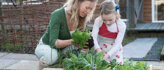 Moestuin